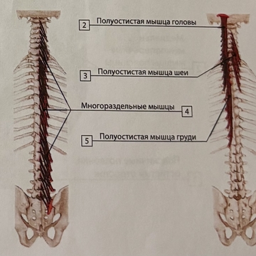 Полуостистая (часть поперечно-остистой)